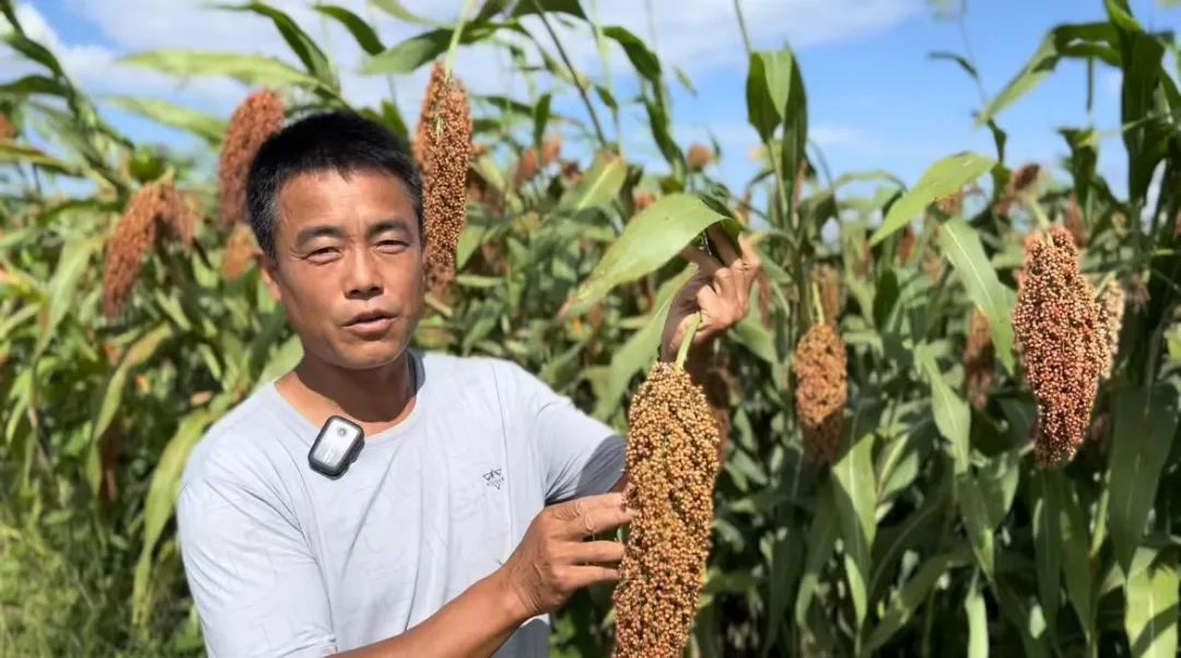 希尔顿网站糖果游戏网站